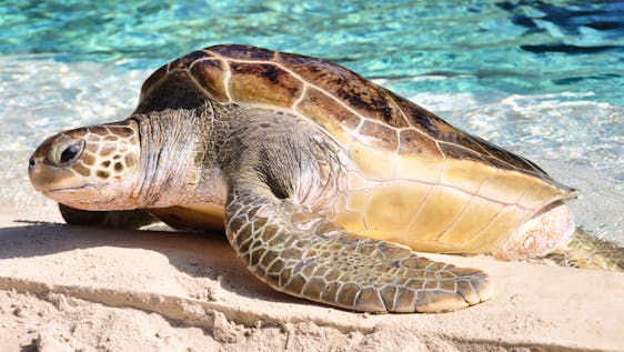 Volontariato per la Vita Marina Sea Turtle Nest Monitoring & Conservation