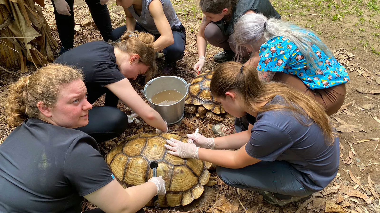 Wildlife Sanctuary and Rescue Volunteer in Costa Rica 2024