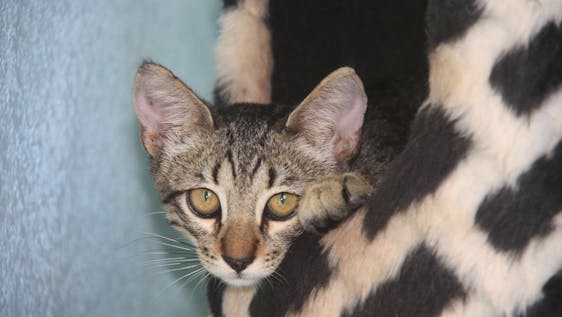 Animal Shelter Volunteer Kitten Rescue & Rehoming Volunteer