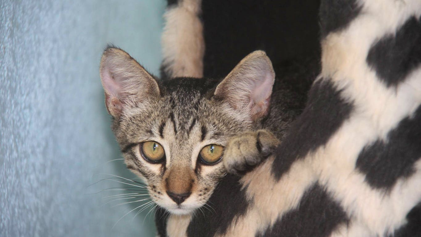 ▷ Kitten Rescue & Rehoming Volunteer | Volunteer in Mexico 2023