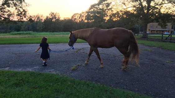 Children's Autism & Horse Therapy Assistant