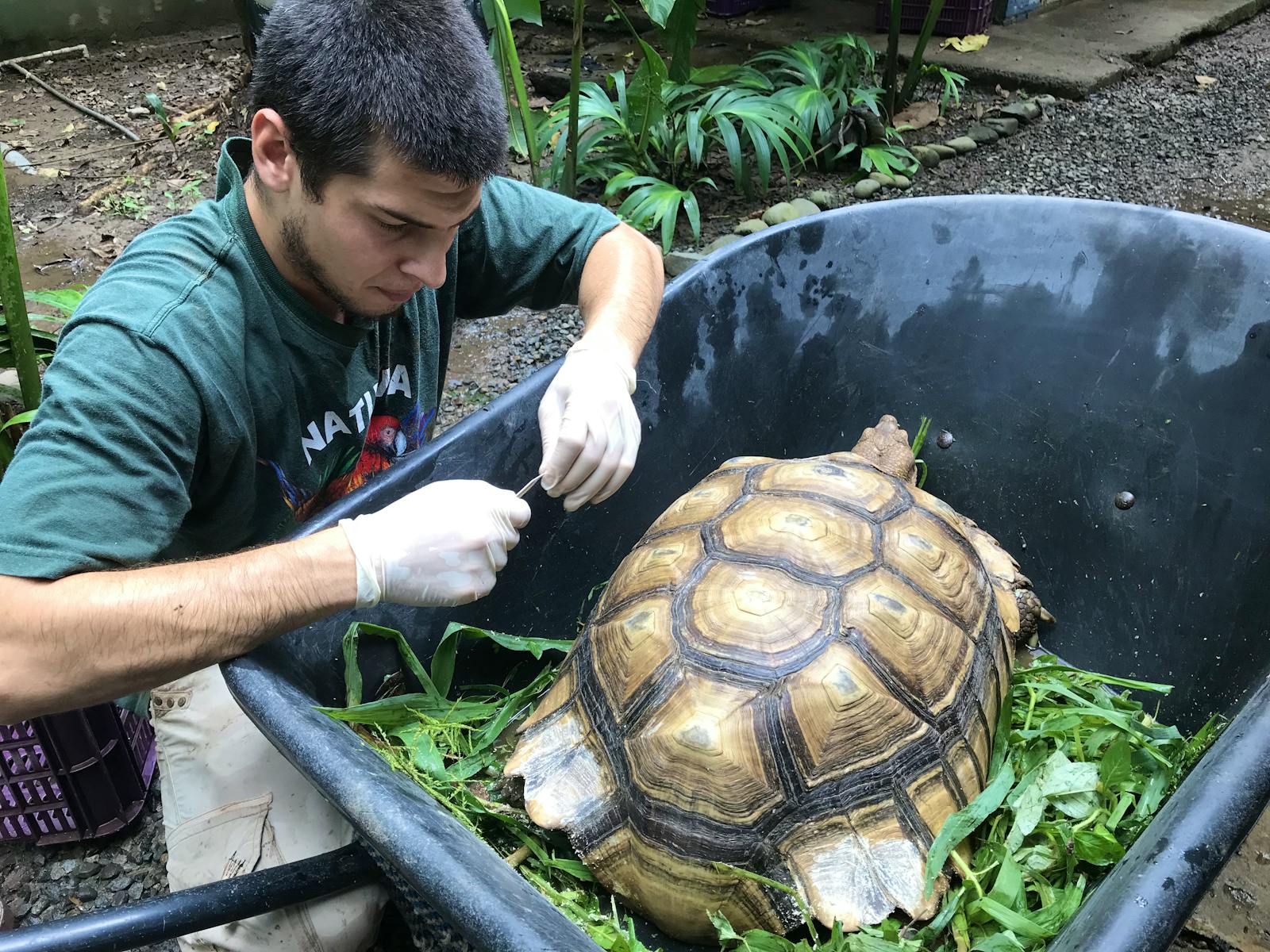 Veterinary Internship With Wildlife Volunteer in Costa Rica 2024