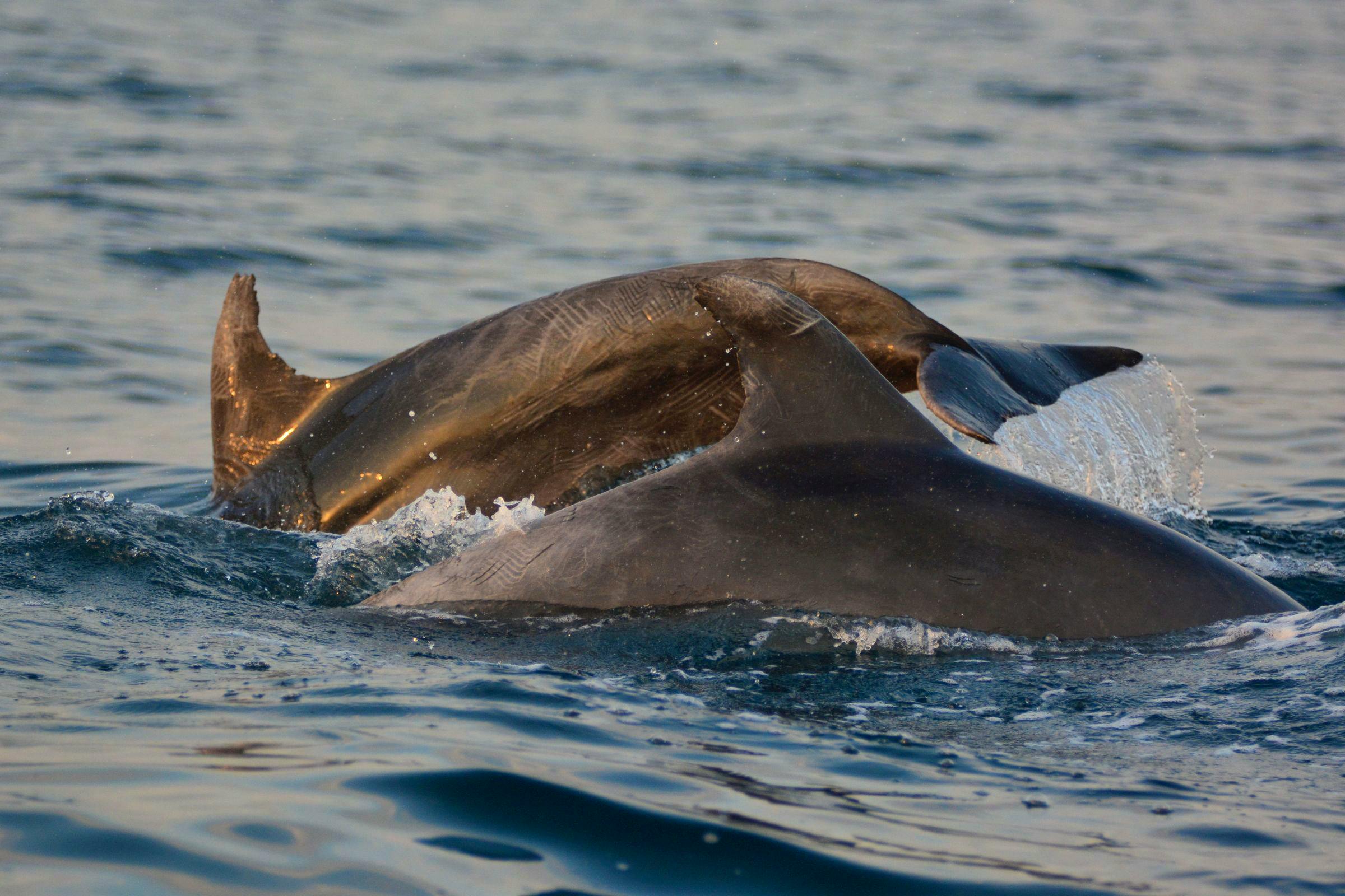 Wild Dolphin Project – New Research: Making Friends!