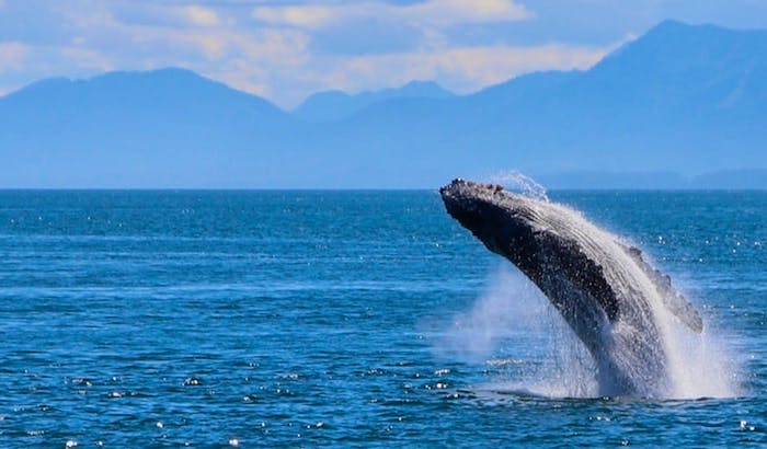 Volunteer With Marine Life Top 10 Projects 2020 Volunteer World