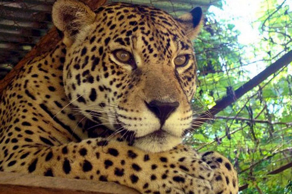 Work with exotic animals