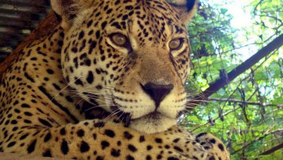 Jaguar Conservation Volunteer Wildlife Sanctuary