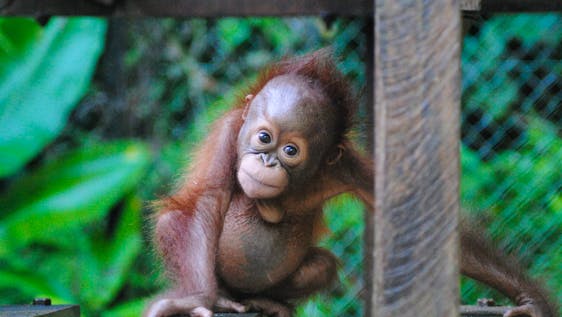  Orangutan Wildlife Center