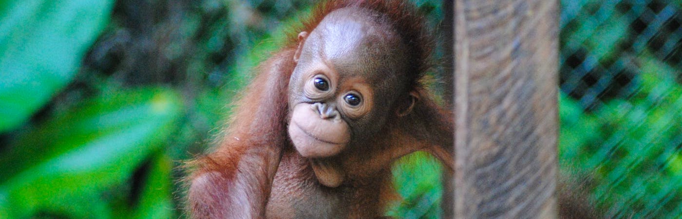 Orangutan Wildlife Center
