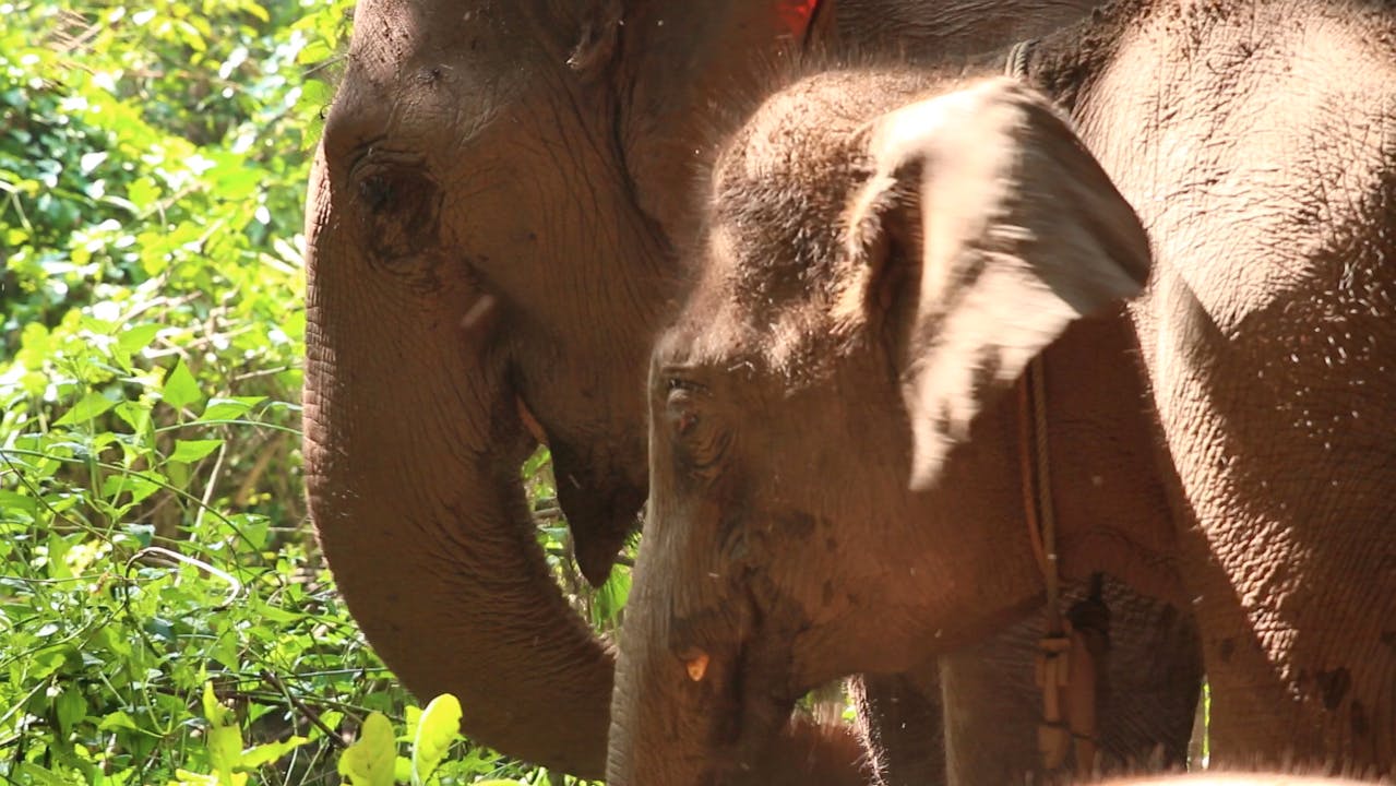 Visit And Help Elephants Volunteer In Thailand 2024   Screen Shot 2016 10 01 At 6.26.17 PM 