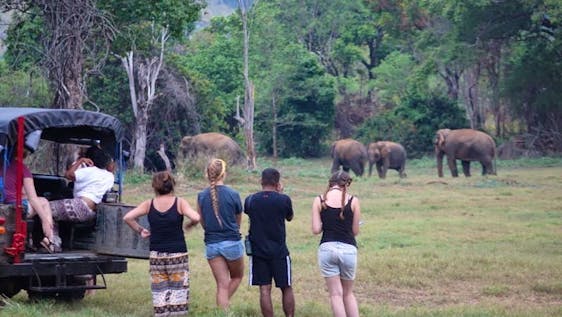 Éléphants au Sri Lanka  Conservation and Wildlife Field Researcher