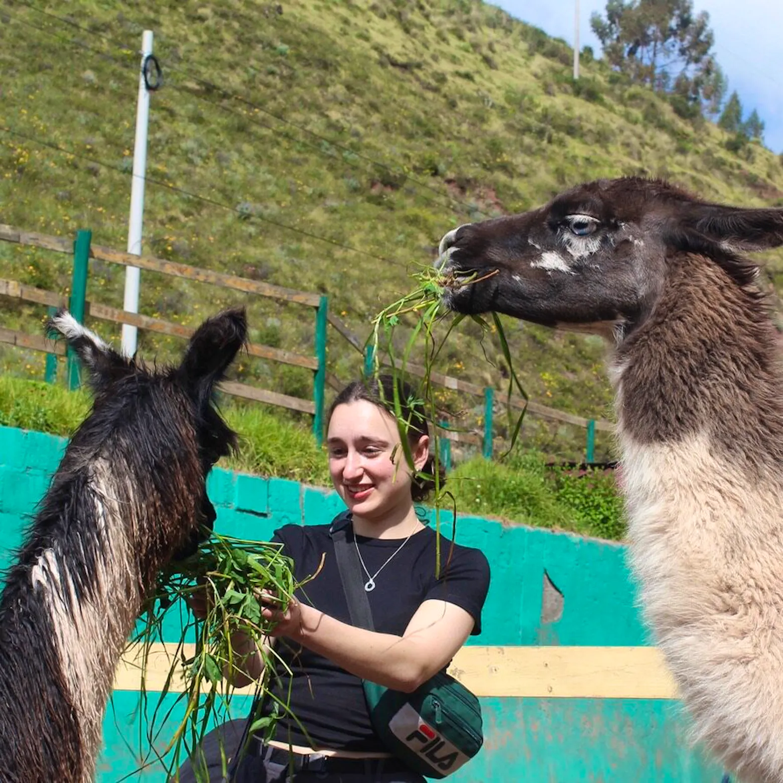Wildlife Rescue Helper | Volunteer in Peru 2023