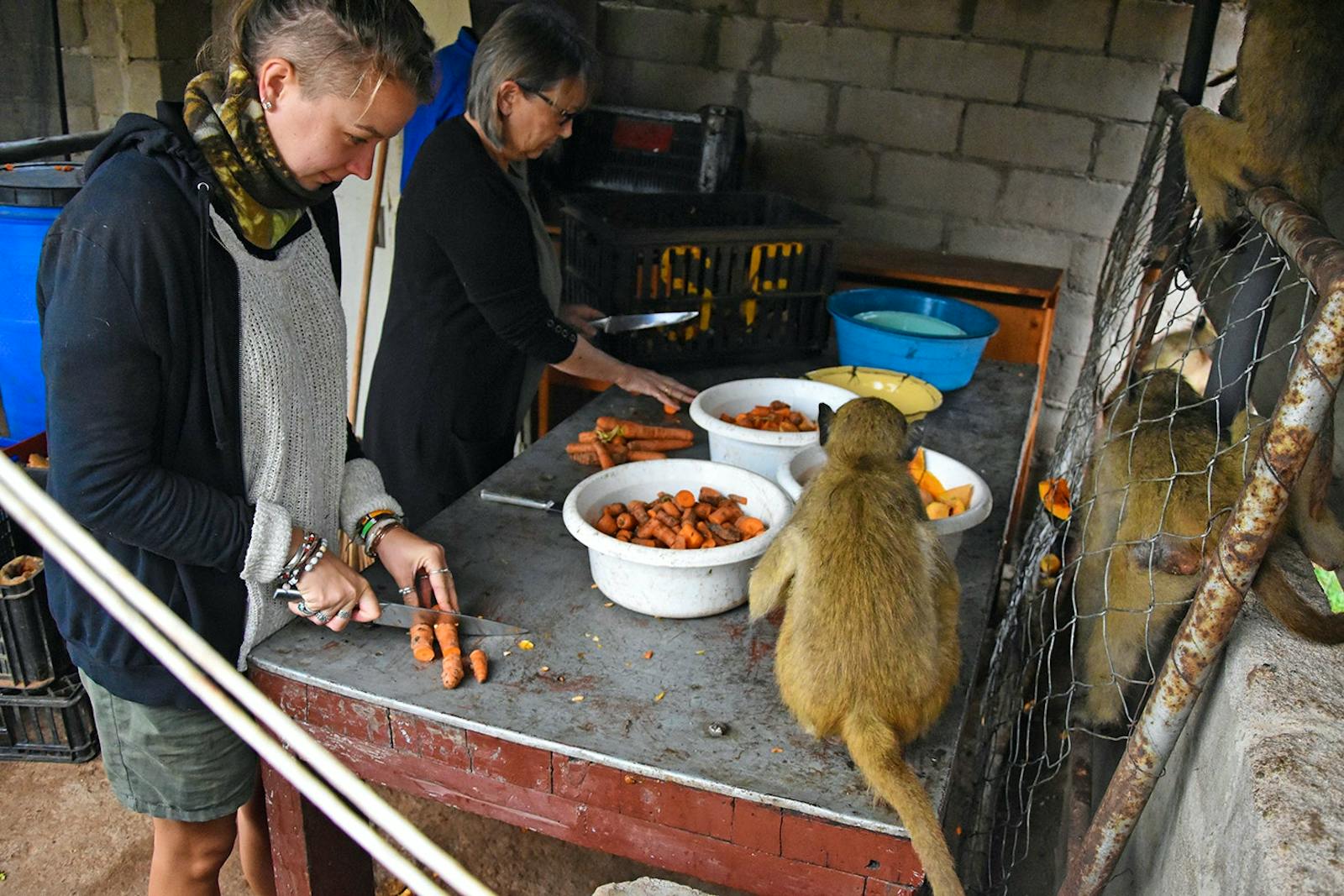 Primate Rescue and Rehabilitation Volunteer in Zimbabwe 2024