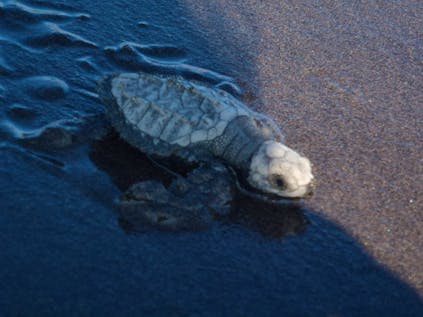  Wildlife & Sea Turtle Conservation