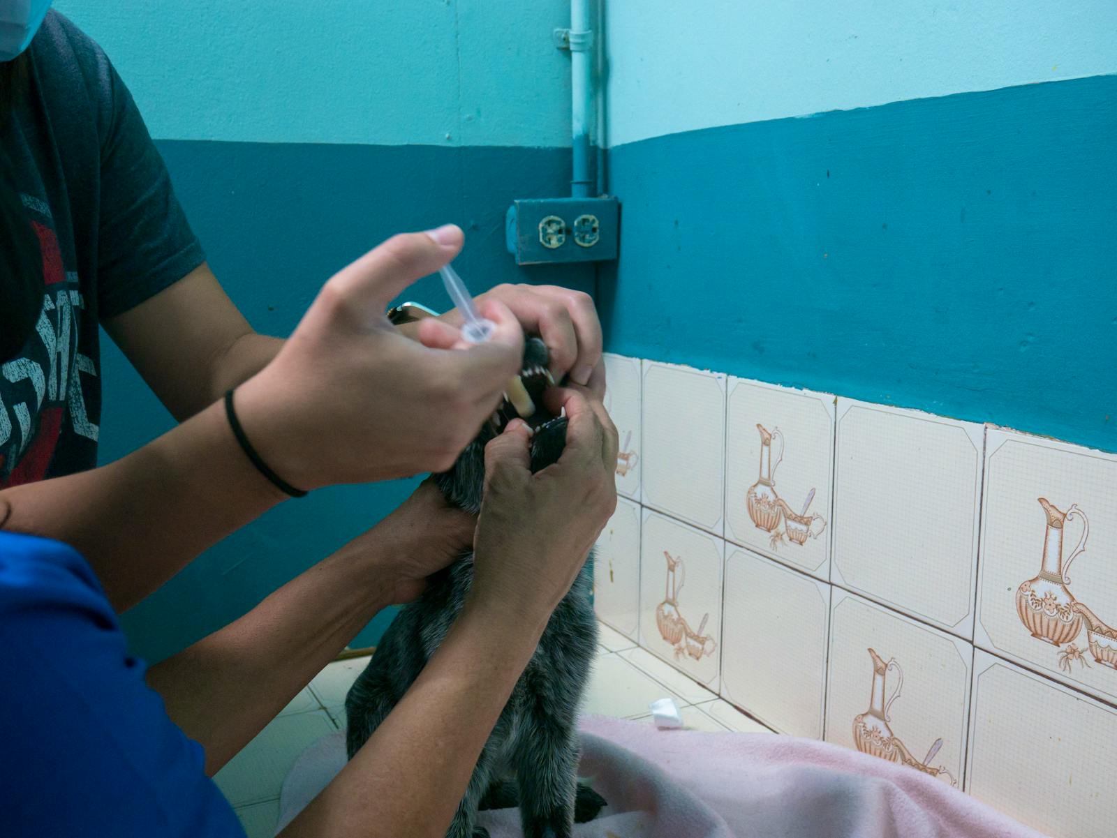 Veterinary Assistant Volunteer in Costa Rica 2024