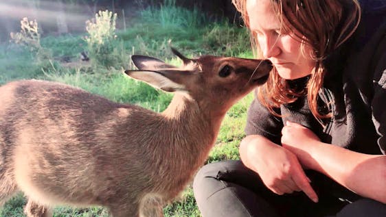 Planning a Gap Year in South Africa Animal Sanctuary Helper