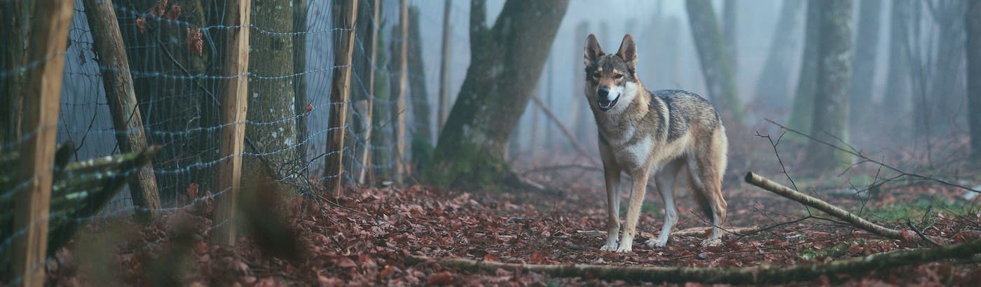 Volunteer for Wolf Conservation | Top Projects 2020 | Volunteer World