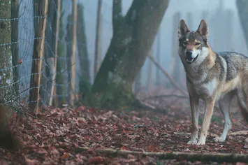 Volunteer with Wolves | Conservation Projects 2026 | Volunteer World