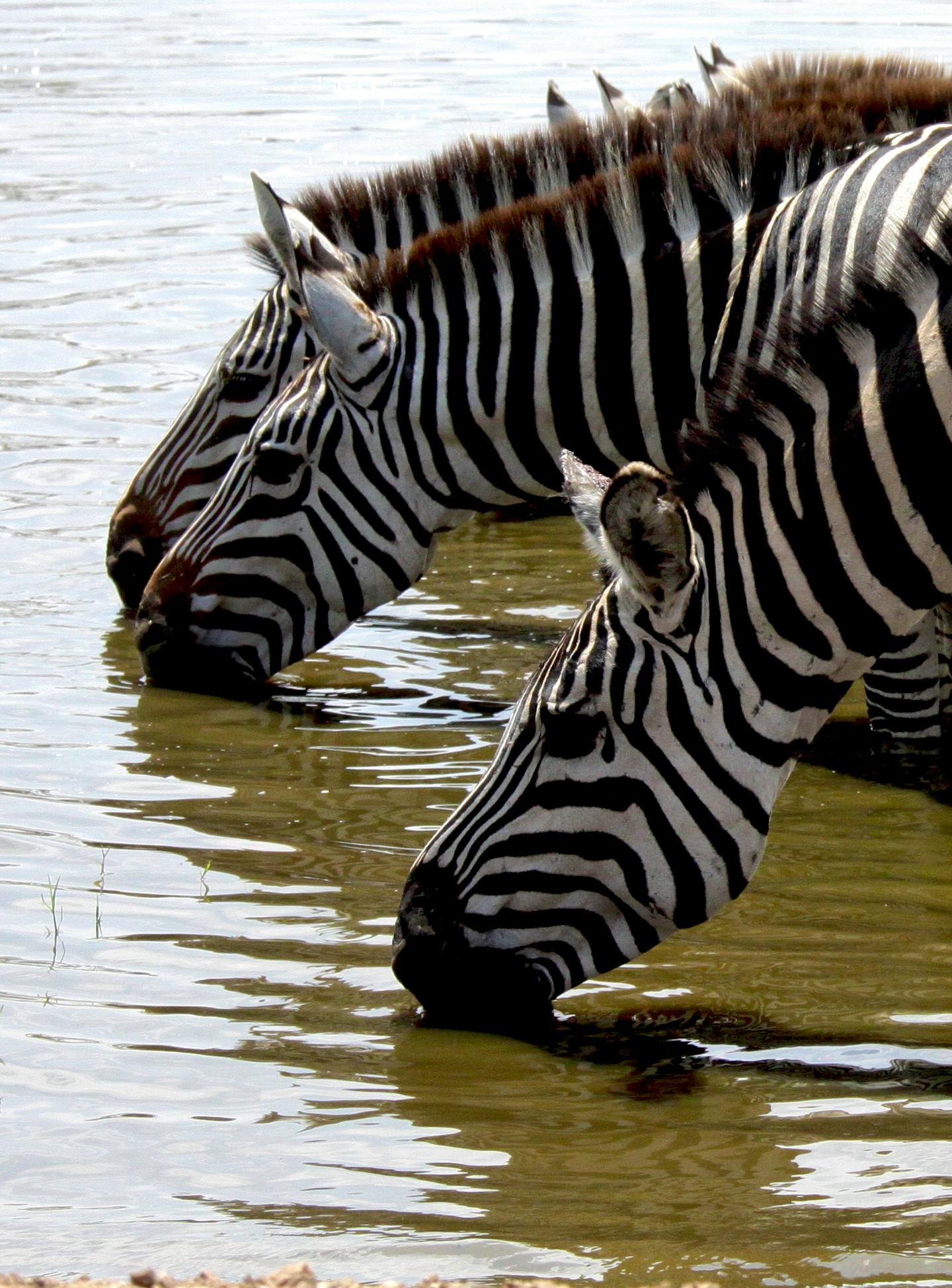 Support Women Initiatives Volunteer In Tanzania 2024   Photo 234 Zebra 