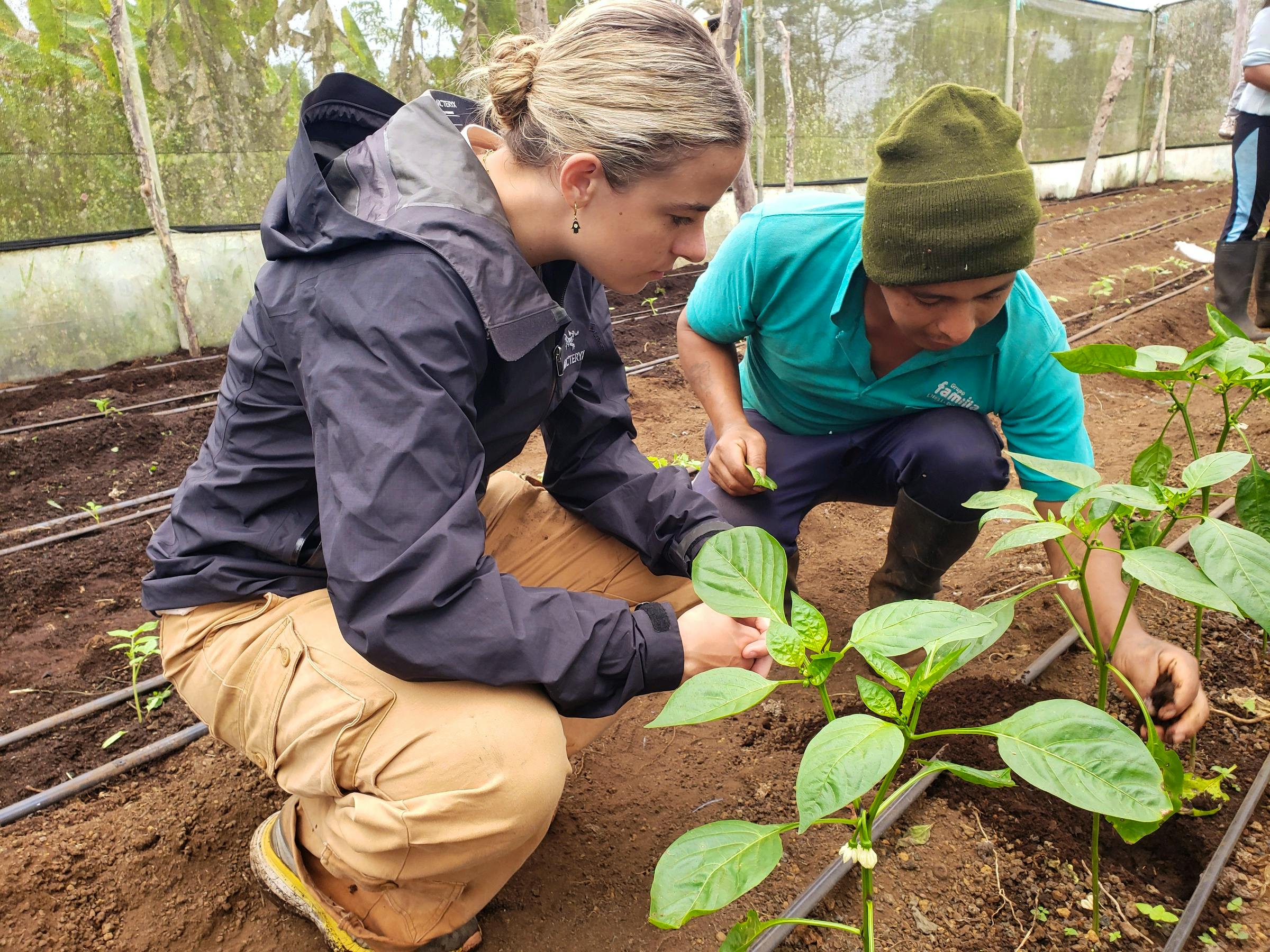 Intern on the Sustainable Agriculture Project