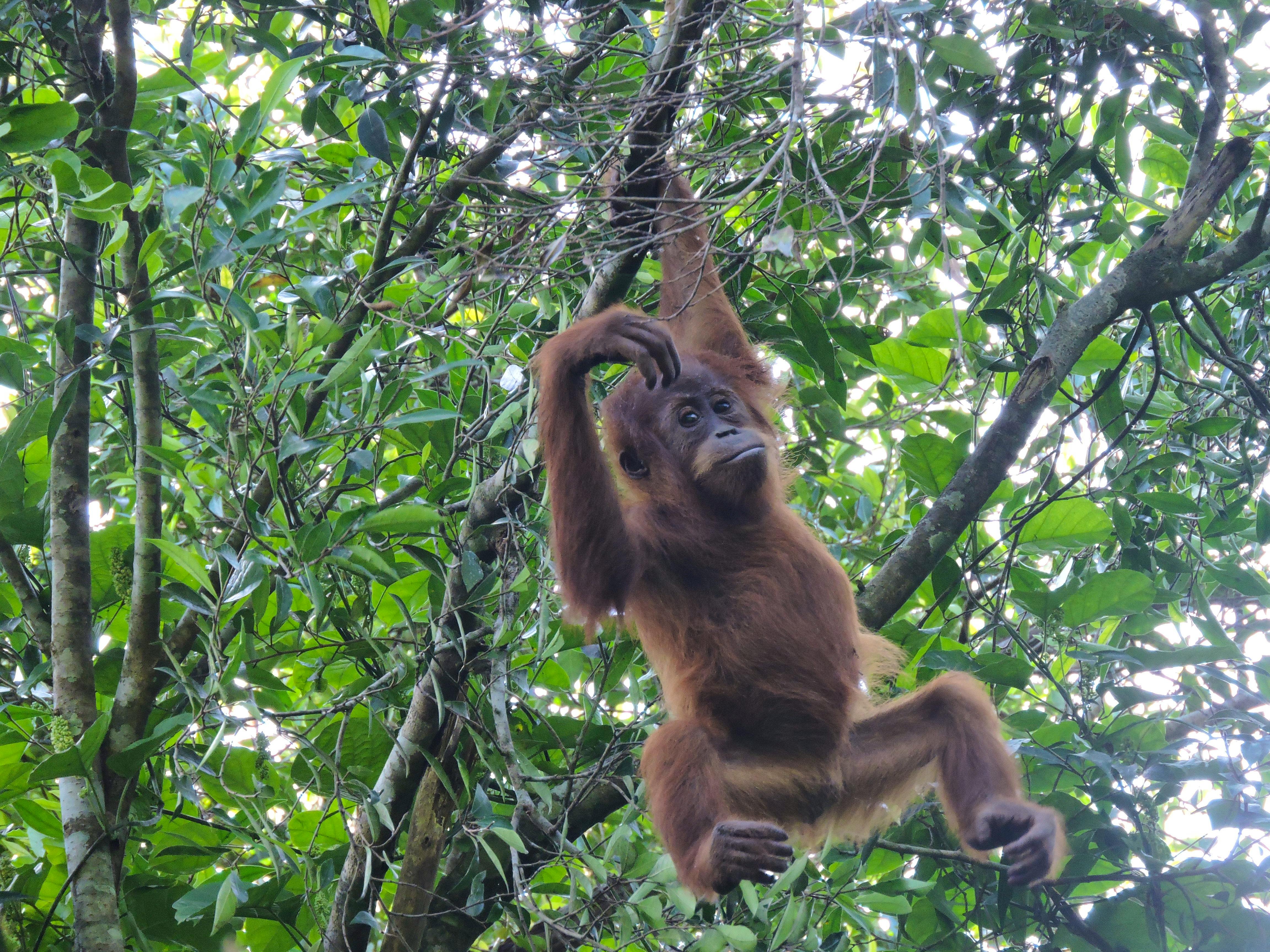 Orang Utan Natur Kultur Auf Sumatra: Discover Their Unique Habitat
