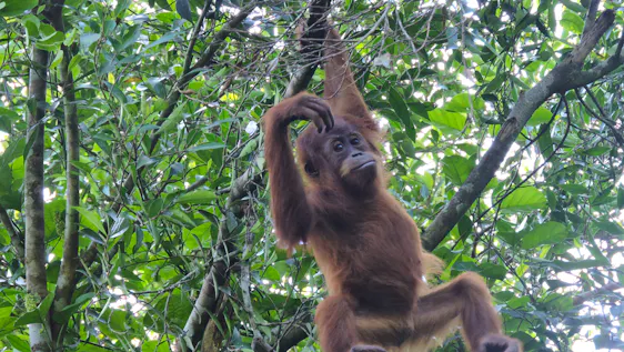 Orang Utan Natur Kultur Auf Sumatra: Discover Their Unique Habitat