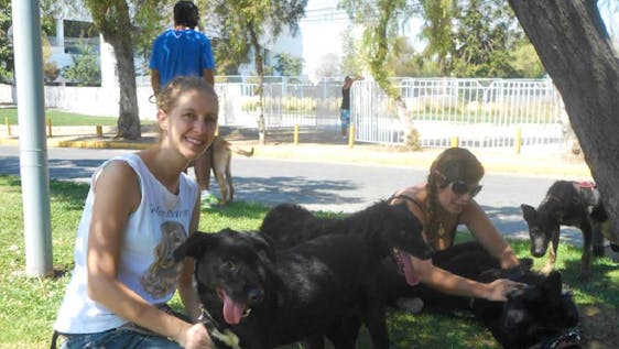 Volunteer in Chile Help Stray Dogs
