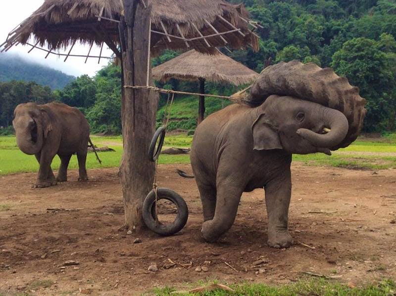 Forest Elephant Sanctuary Volunteer in Thailand 2023