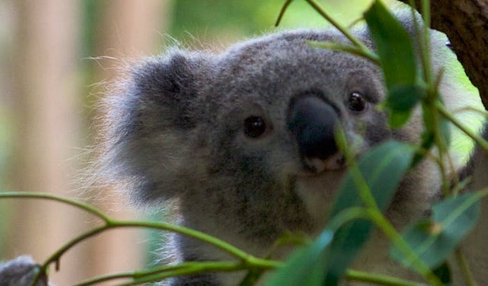 Freiwilligenarbeit In Australien Freiwilligenprojekte 2020 Volunteer World
