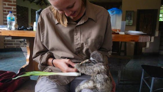 Amazon Rainforest Volunteer Projects Wildlife Rescue & Animal Caretaker