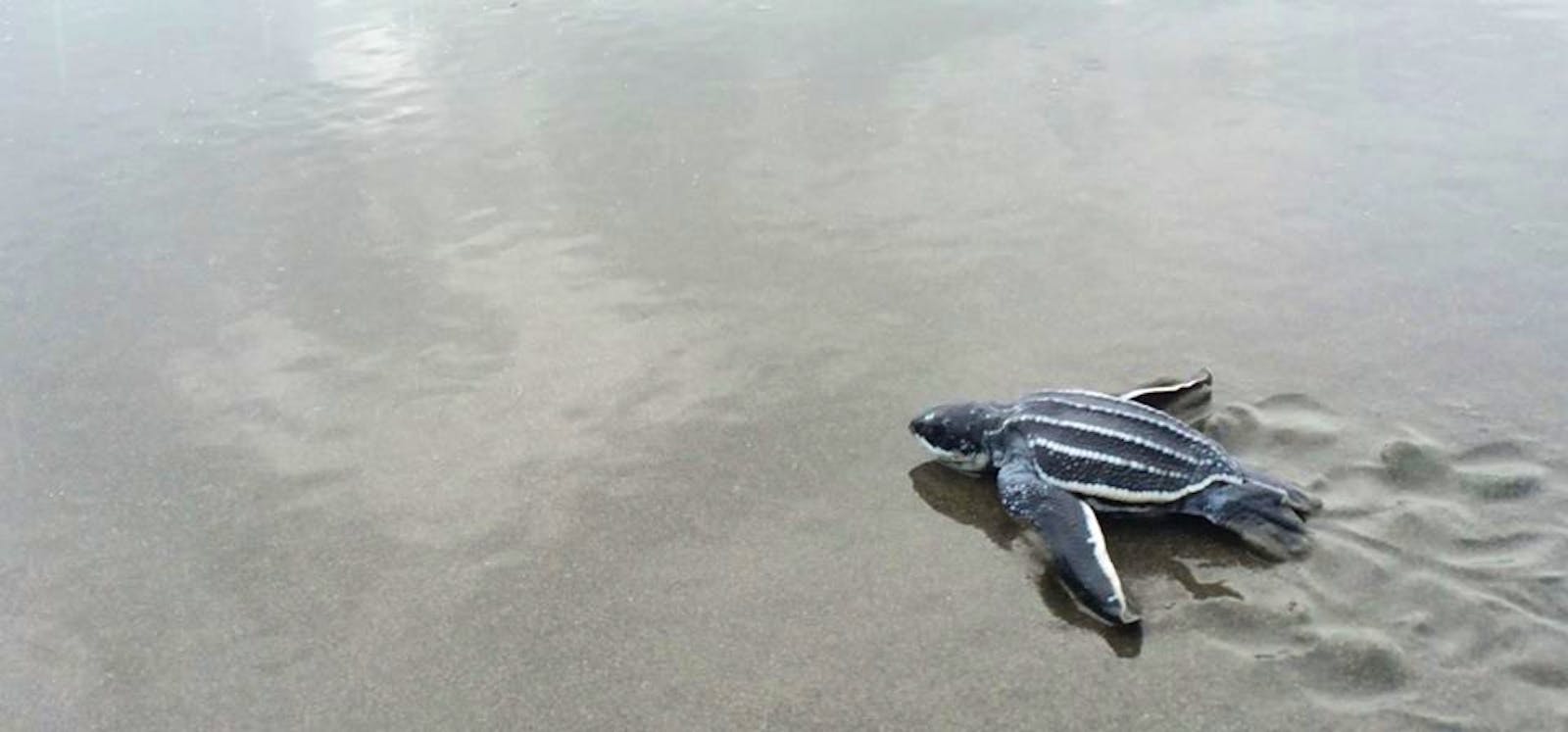 Leatherback Turtle Conservation | Volunteer in Costa Rica 2025