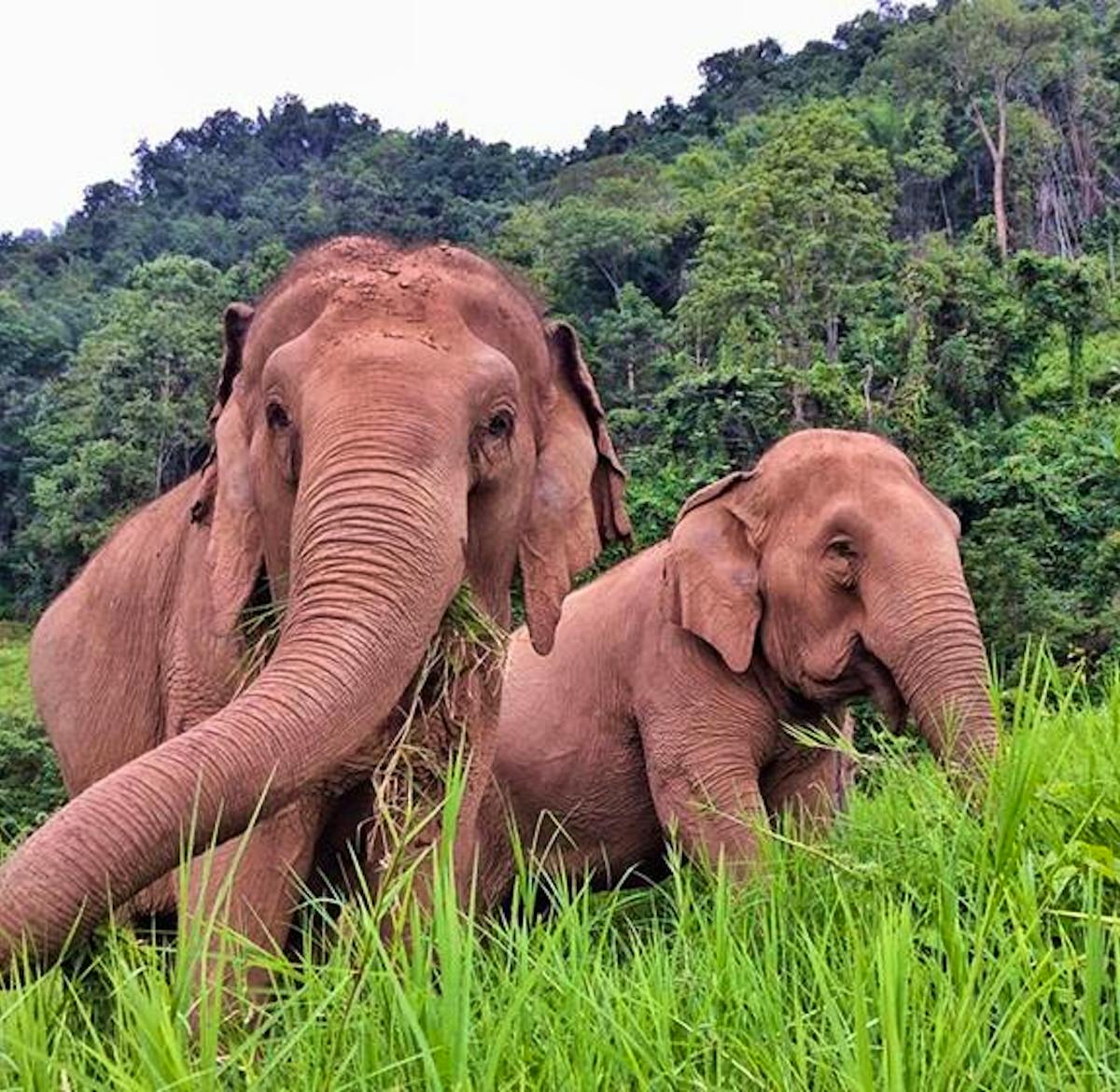 Forest Elephant Sanctuary | Volunteer in Thailand 2024