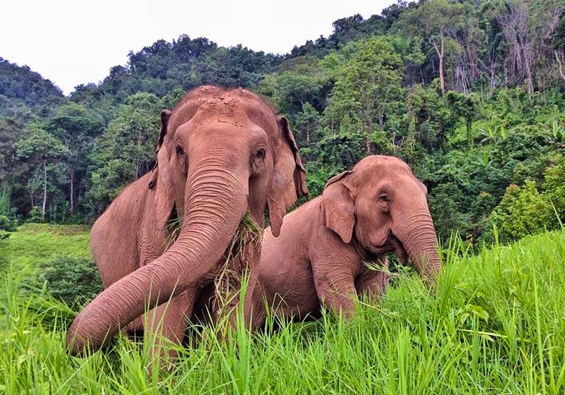 Forest Elephant Sanctuary Volunteer in Thailand 2025