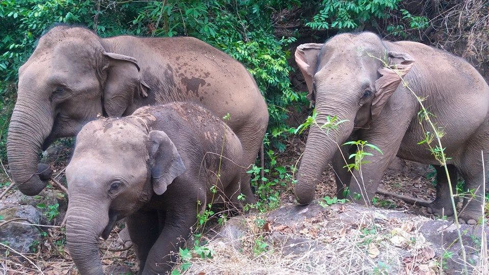 Visit And Help Elephants Volunteer In Thailand 2024   N 