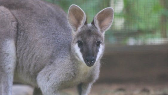 Vrijwilligerswerk in Australië Wildlife Rescue Supporter