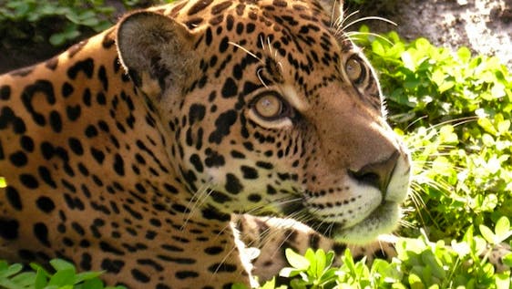 Jaguar Conservation Volunteer Care of Rescued Wildlife