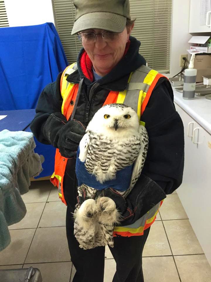 Raptors Owls Caretaker Volunteer In Canada 2024   Snow Owl 