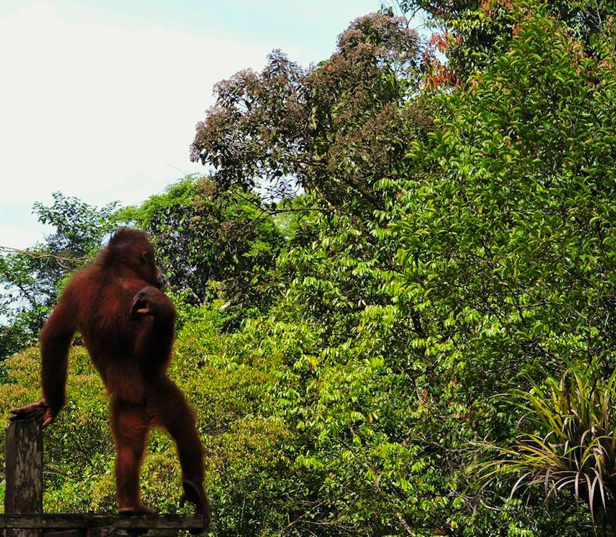 Orangutan Wildlife Center Fais du bénévolat en Malaisie 2025