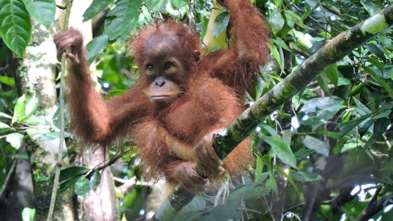 Vrijwilligerswerk met Orang-oetans Orangutan and Wildlife Research