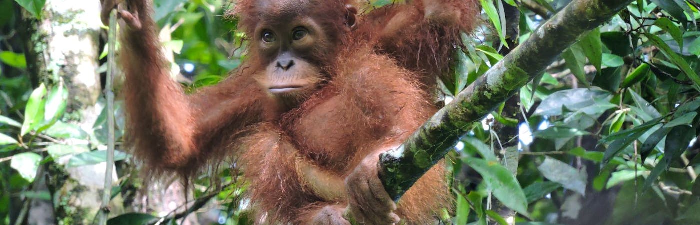Orangutan and Wildlife Research Assistant