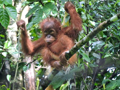  Orangutan and Wildlife Research