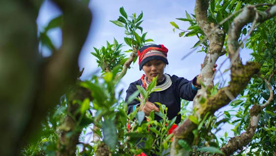 Volunteer in Vietnam Experiencing Puer Tea Processing in RedDao Region