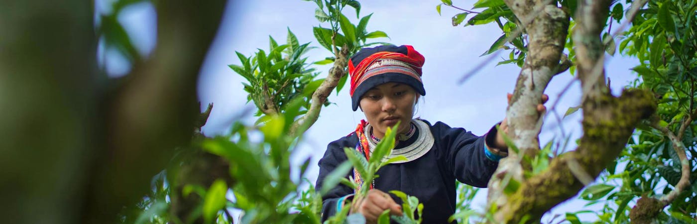 Experiencing Puer Tea Processing in RedDao Region
