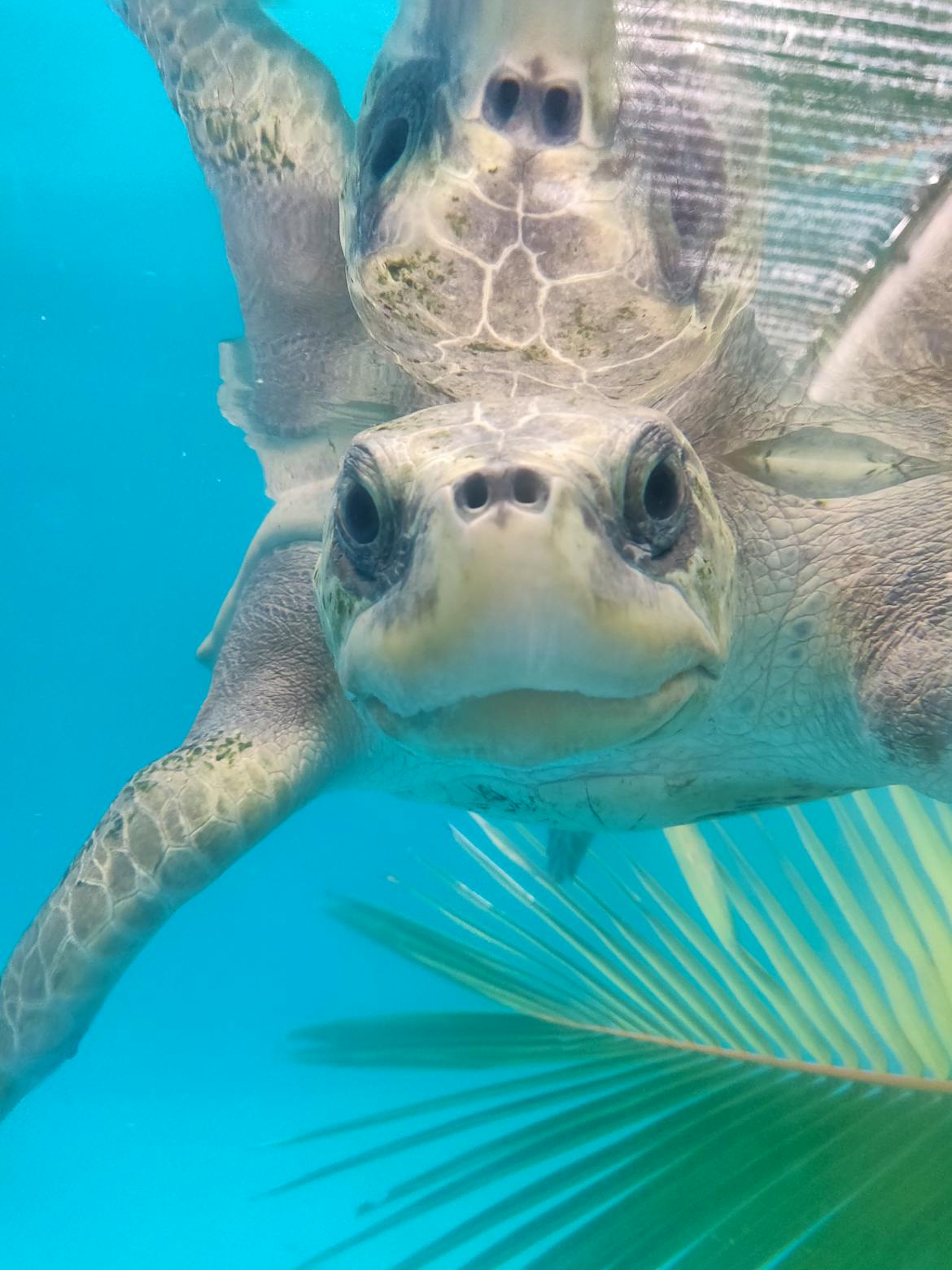 Turtle Rehabilitation Program 