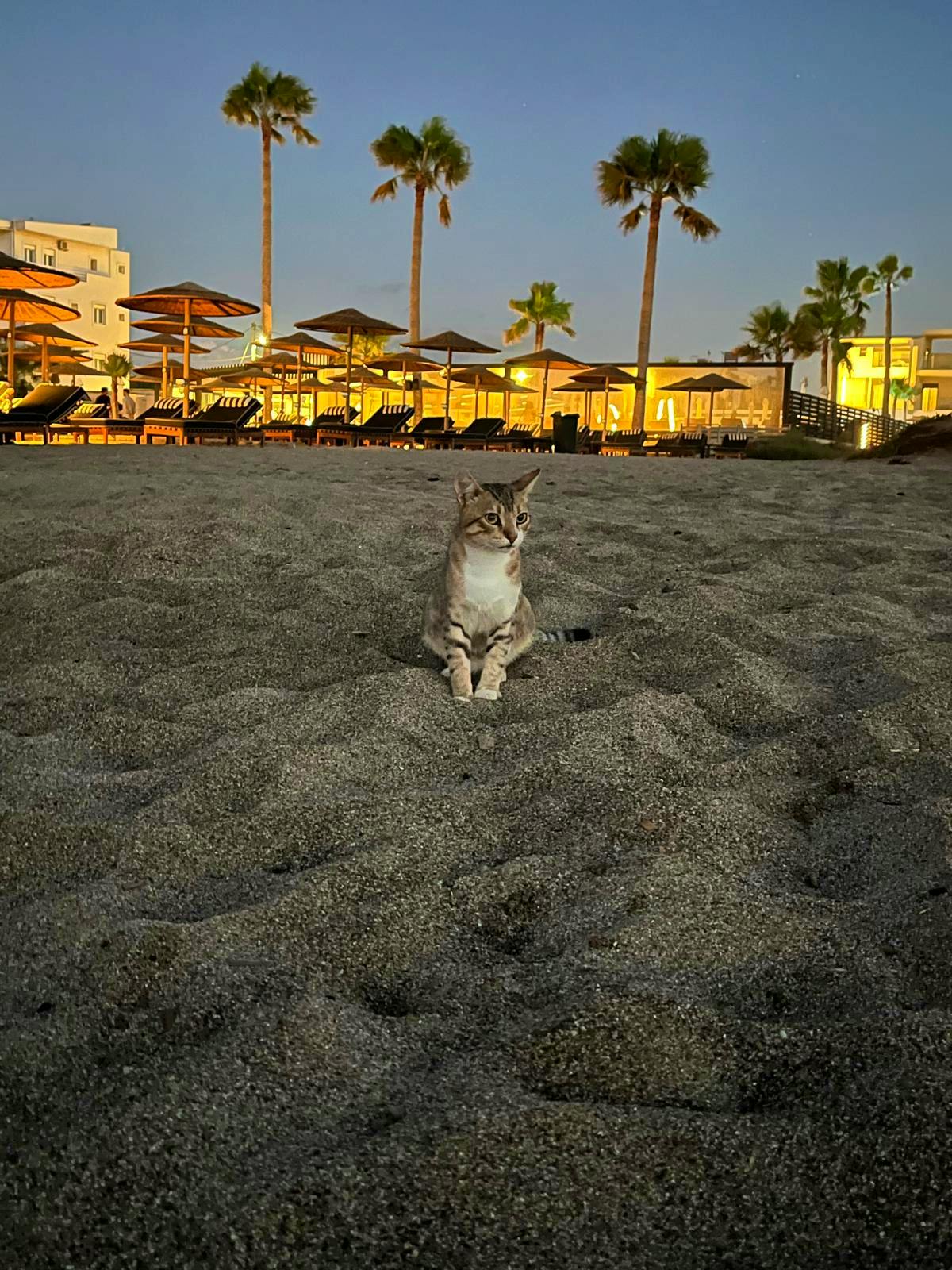 Volunteers caring for Street Dogs