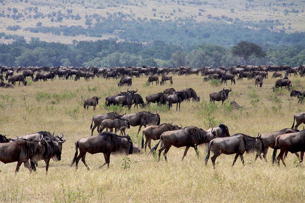 Support Women Initiatives Volunteer In Tanzania 2024   Safari   Wildebeest 199 