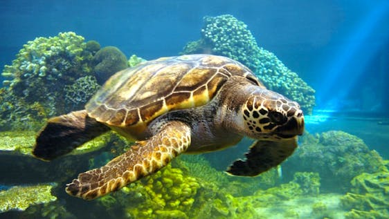 Island Turtle Conservation researcher