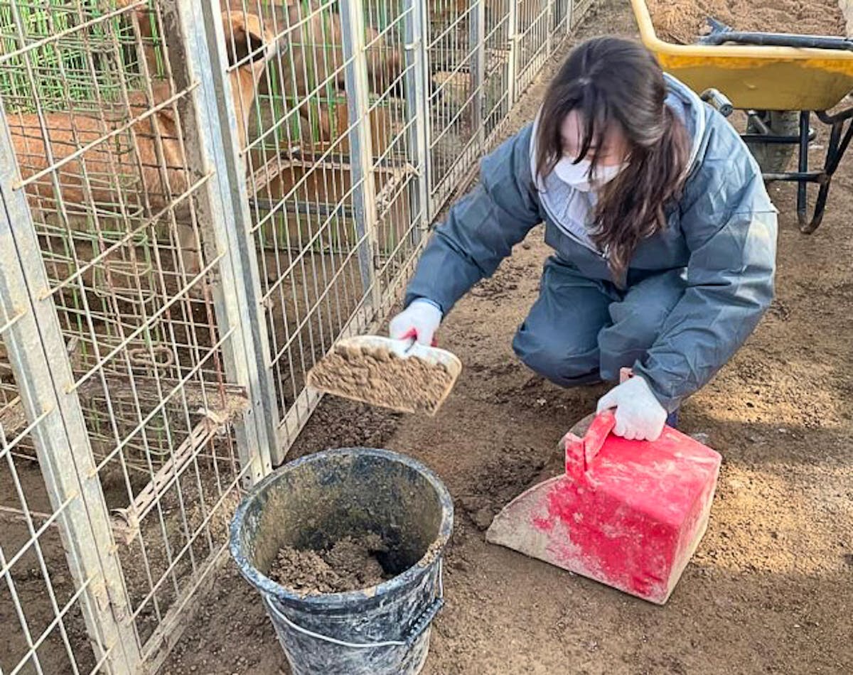 Animal Shelter Support Volunteer in South Korea 2024