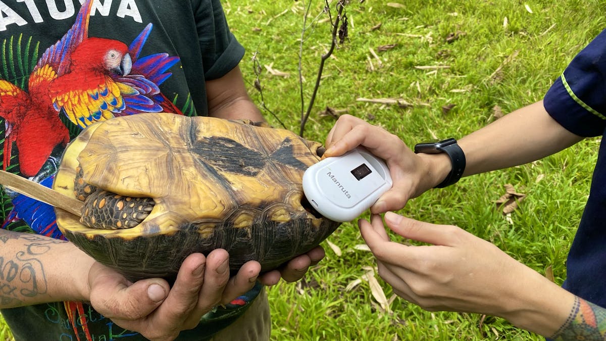 Veterinary Internship With Wildlife Volunteer in Costa Rica 2024