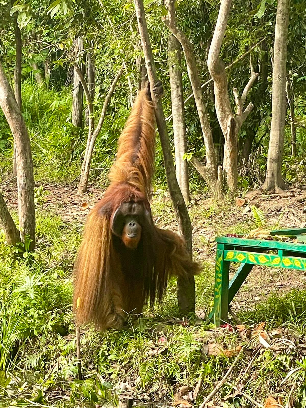 Orangutan