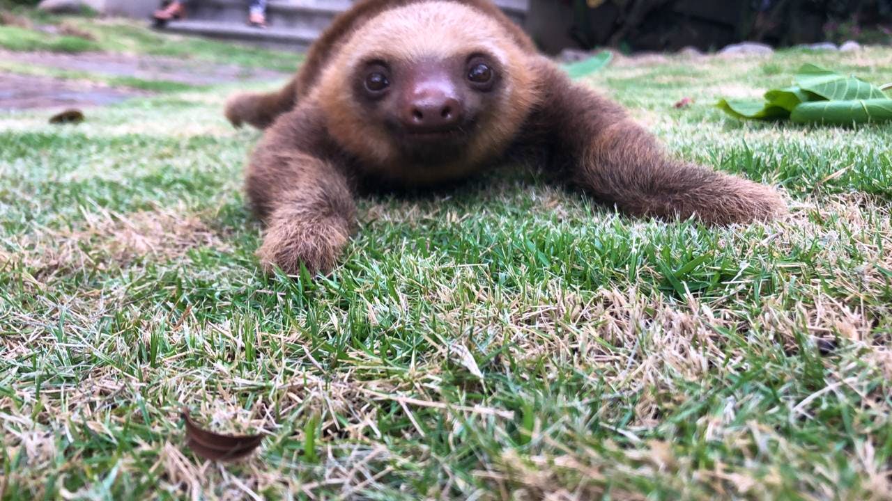 Rescue Center Assistant Volunteer In Costa Rica 2024   8d7edec0 22c9 47f6 99db 181a691e800c 